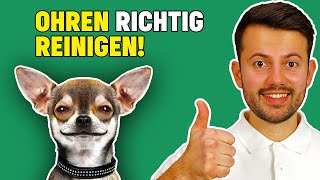 Ohrenreinigung beim Hund  wichtige Tierarzt Tipps [upl. by Lerraf]