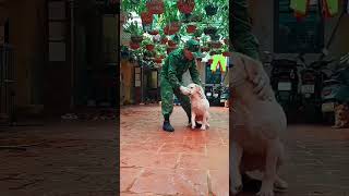 Dog training Labrador [upl. by Atahs500]