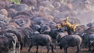 Stampeding Buffaloes Trample Lion [upl. by Menides]