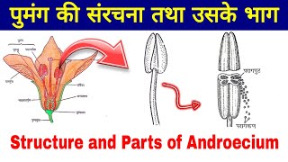 Structure and Parts of Androecium  Stamens Anther Filament Connective  पुमंग की संरचना [upl. by Rohclem]