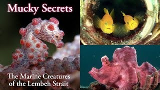 Mucky Secrets full  The Marine Creatures of the Lembeh Strait [upl. by Auberon]