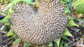 When and How to Harvest Sunflower Seed Heads [upl. by Lorenzo]