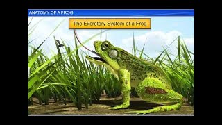 CBSE Class 11 Biology  Anatomy of Frog  By Shiksha House [upl. by Nnylirehs]