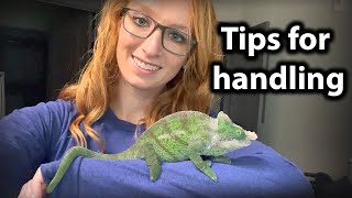 How to handle and tame a chameleon [upl. by Daphene757]