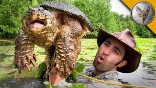 Diving for Snapping Turtles [upl. by Alhsa]