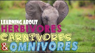 Learning About Herbivores Carnivores and Omnivores [upl. by Loring]