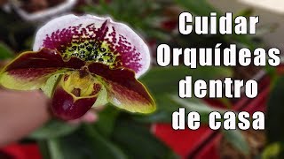 ¿Como Cuidar Orquídeas Dentro de Casa  Orquiplanet [upl. by Hemingway]