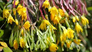 Schlumbergera lutea outside [upl. by Akcire]