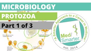 Protozoa  Microbiology  USMLE STEP 1  Part 1 of 3 [upl. by Berne]