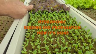 HYDROPONIC Seeding and Propagation  HOW IT WORKS [upl. by Girardo]