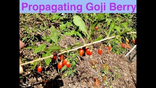 Propagating Goji Berry [upl. by Dimitry994]