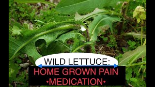 Wild Lettuce identification and uses [upl. by Udenihc]