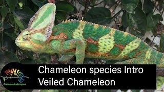 Veiled Chameleon Short Introduction [upl. by Felix]