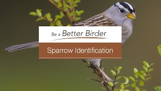 Bird Academy—Welcome to Sparrow Identification [upl. by Spitzer726]