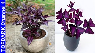 12 Plantas Que Tienen Hojas Moradas [upl. by Modestine730]