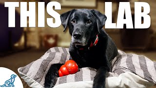 10 Lessons A Labrador Retriever Taught Me About Dog Training [upl. by Eiramac861]