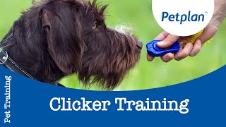 Puppy Clicker Training How To Clicker Train Your Dog  Petplan [upl. by Estey]