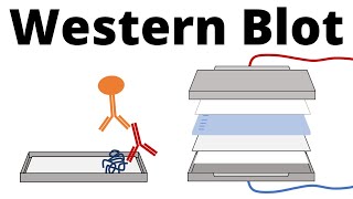 Western Blot  Protein Immunoblot explained [upl. by Surtemed]