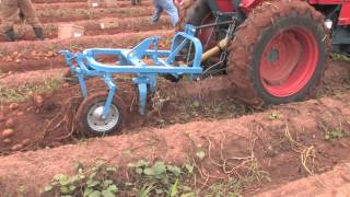 How To Harvest Potatoes [upl. by Idisahc812]