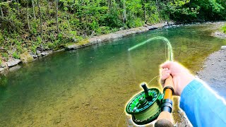 Catching GIANT Brown Trout in a Small Creek 28 Inch Wild Trout [upl. by Evered767]