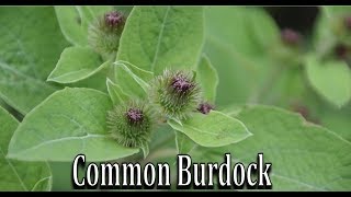 How to Identify Common Burdock Arctium minus  Wild Edible and Medicinal Plant Identification [upl. by Haldi670]