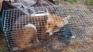 Capture de mon ami le renard mangeur de poules capture of my friend the chickeneating fox [upl. by Amandie331]