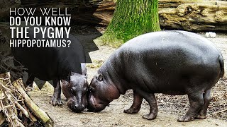 Pygmy hippopotamus  Description Characteristics and Facts [upl. by Yeniffit790]