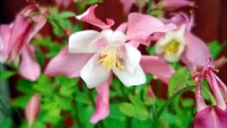 How to Grow Aquilegia From Seed [upl. by Kinemod61]