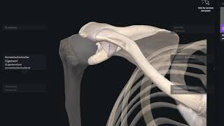 ArticulacioÌn acromioclavicular [upl. by Yenahpets]