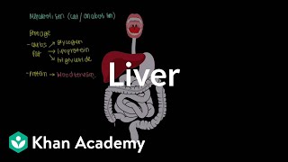 Digestive System Organs and Functions [upl. by Arne483]