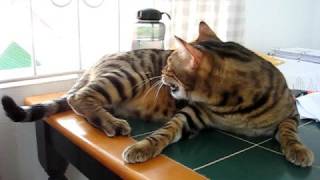 Bengal cat chattering at bird [upl. by Esilahs]