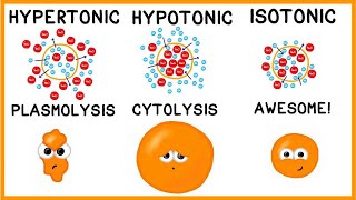 Hypertonic Hypotonic and Isotonic Solutions [upl. by Phillips]