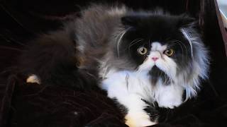 Meet Magnolia a Beautiful Black and White Persian Kitten [upl. by Yrellav985]