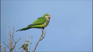 Cotorra Myiopsitta monachus [upl. by Atiraj]