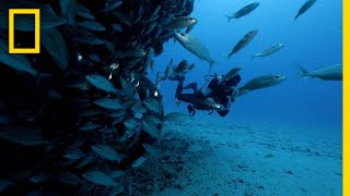 Whats Driving Shark Attacks in Recife  SharkFest [upl. by Lepper]