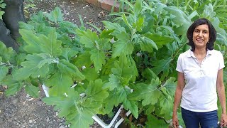 Propagating Chrysanthemum from cuttings with updates [upl. by Asteria]