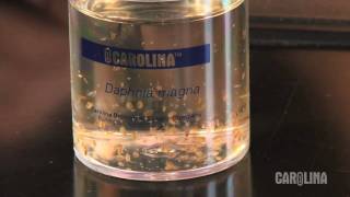 How to Care for Daphnia [upl. by Tjader]