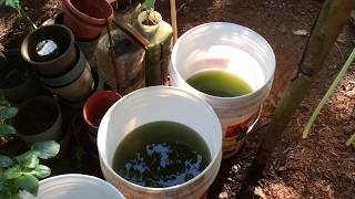 How to grow Green Water Algae [upl. by Normalie]