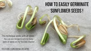 How to Germinate Sunflower Seeds This is COOL [upl. by Izmar]