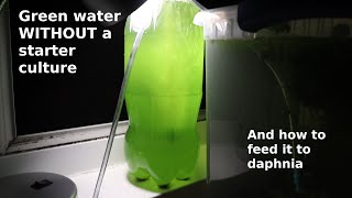 Green Water WITHOUT a Starter Culture  From Scratch  How To [upl. by Zzaj]