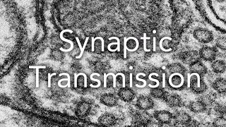 A2 Biology Synaptic Transmission [upl. by Harriot128]