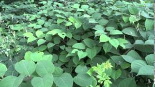 Japanese Knotweed How to Identify [upl. by Prent]