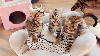 Bengal Kittens Cant stop Screaming Chirping and Meowing [upl. by Subak445]