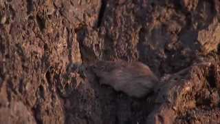 Natural Selection and the Rock Pocket Mouse — HHMI BioInteractive Video [upl. by Eilahs]