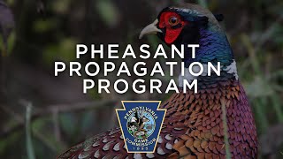 Pheasant Propagation Program  Through the Year [upl. by Ange684]