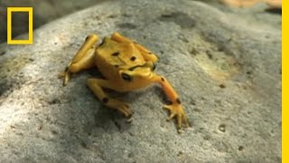 Frogs vs Fungus  National Geographic [upl. by Auqenehs]