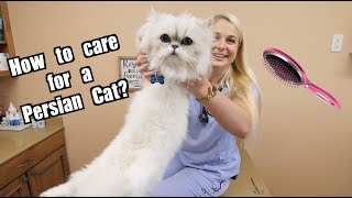 How To Care for a Persian Cat [upl. by Ekul]