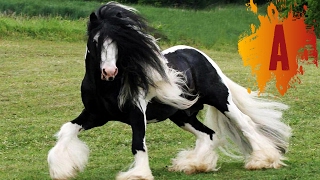 10 Most Beautiful Horse Breeds In The World [upl. by Lillith669]