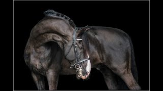 PierreEquestrian Music Video [upl. by Diandre]