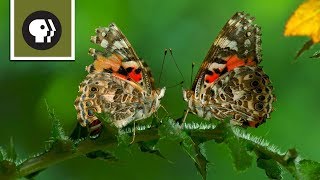 The Remarkable Way that Butterflies Mate [upl. by Ianthe]